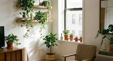 How to Organize Plants in a Small Space: 9 Easy Ideas - BaseMaxCore