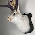 Jackalope Bunny Head Wall Mount | Resin Faux Taxidermy Wall Décor