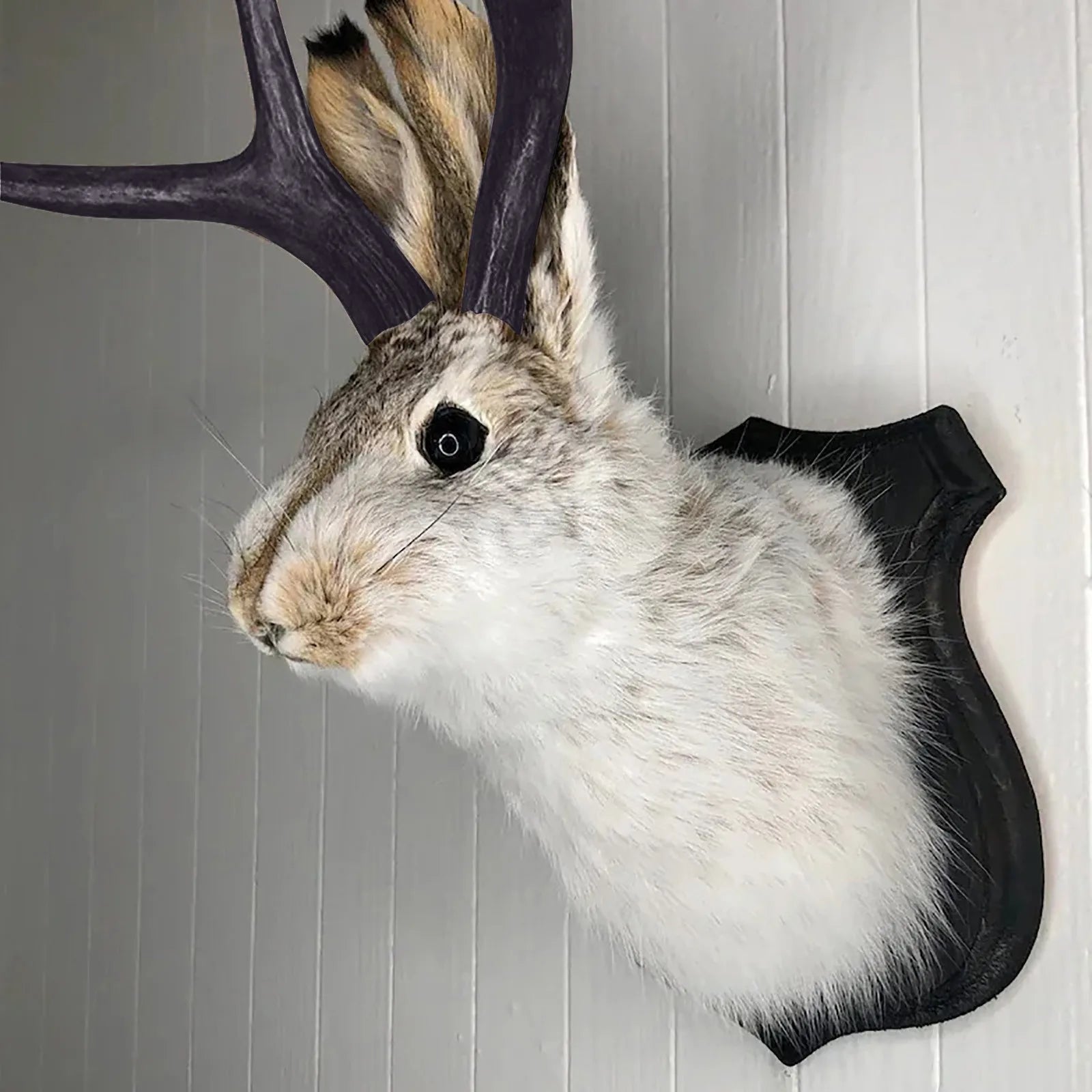 Jackalope Bunny Head Wall Mount | Resin Faux Taxidermy Wall Décor